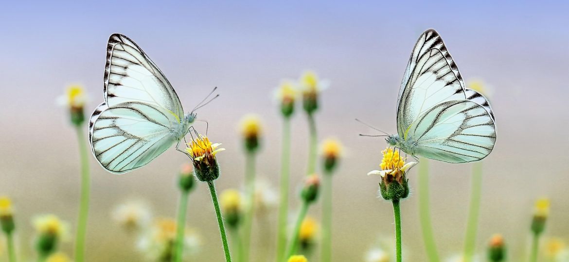 roverhate-butterflies-1127666_1920