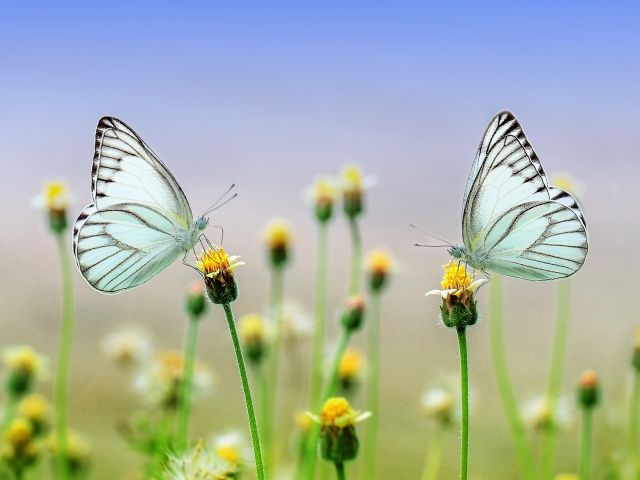 roverhate-butterflies-1127666_1920