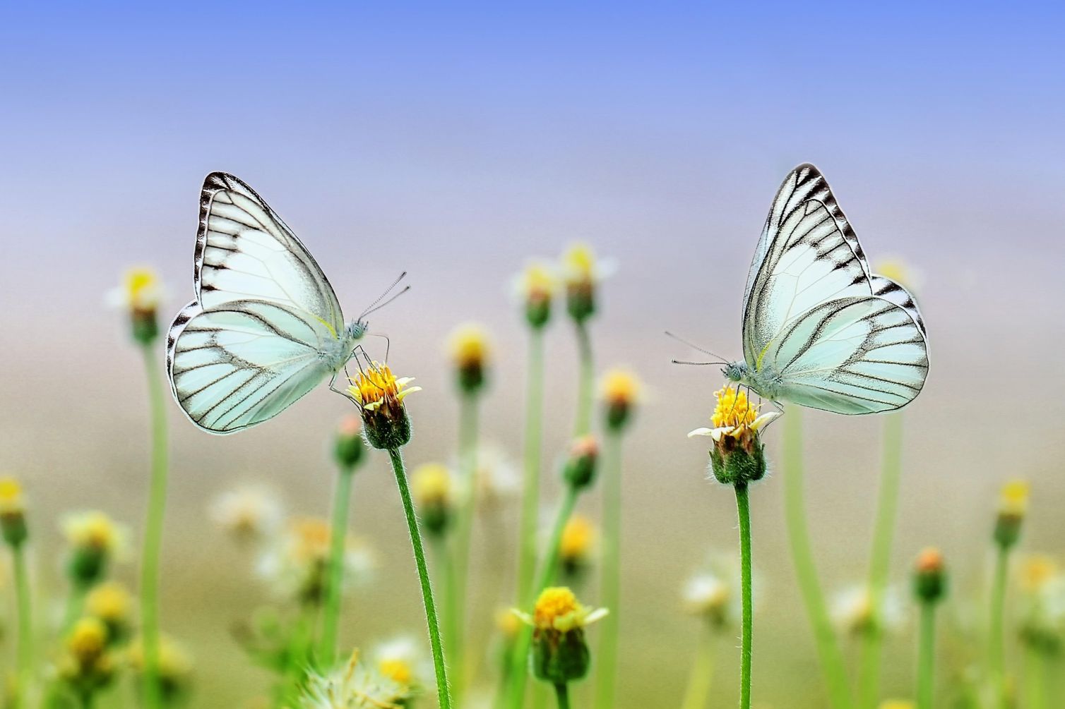 roverhate-butterflies-1127666_1920